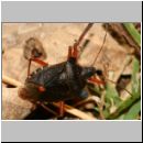 Pentatoma rufipes - Rotbeinige Baumwanze 04a.jpg